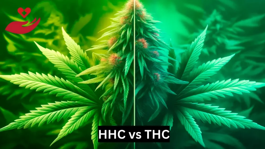 HHC vs THC