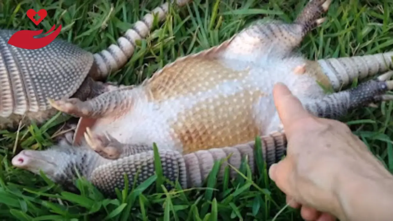 What Disease Do Armadillos Carry