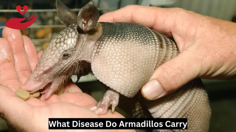 What Disease Do Armadillos Carry